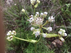Psacalium cirsiifolium