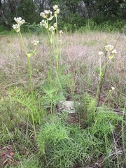 Psacalium cirsiifolium