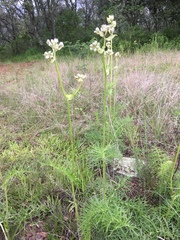 Psacalium cirsiifolium