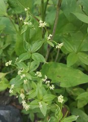 Galium oreganum
