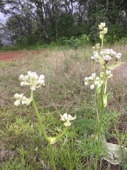 Psacalium cirsiifolium
