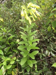 Lithospermum exsertum
