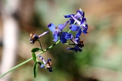 Delphinium polycladon