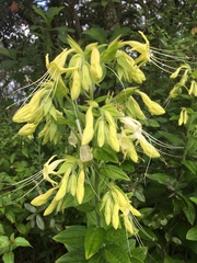 Lithospermum exsertum