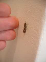 Lindera tessellatella