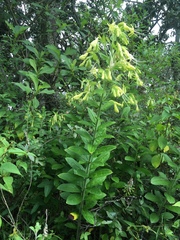 Lithospermum exsertum