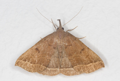 Pechipogo plumigeralis
