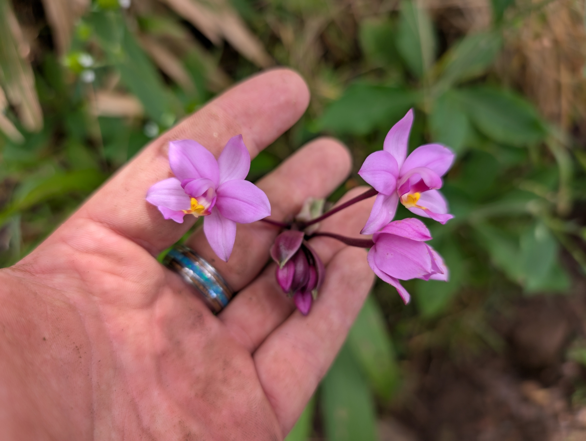 Imagem de Orquídea grapete
