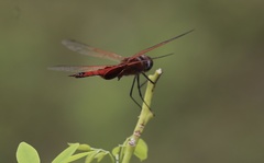 Tramea stenoloba
