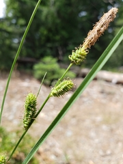Carex pellita
