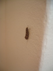 Lindera tessellatella