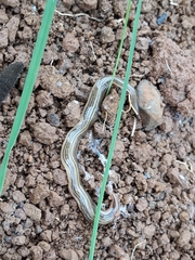 Luteostriata abundans