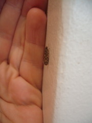 Lindera tessellatella