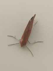 Compsoptera opacaria