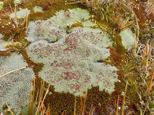 Image of Raoulia goyenii by (c) Flavien Saboureau, some rights reserved (CC BY)
