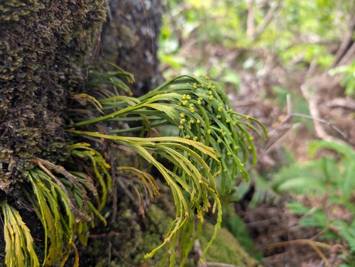 Image of Flat Fork Fern (Psilotum complanatum) by (c) Damien Wallace, some rights reserved (CC BY)