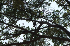 Dendrocopos analis