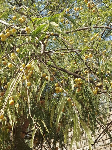 Amla