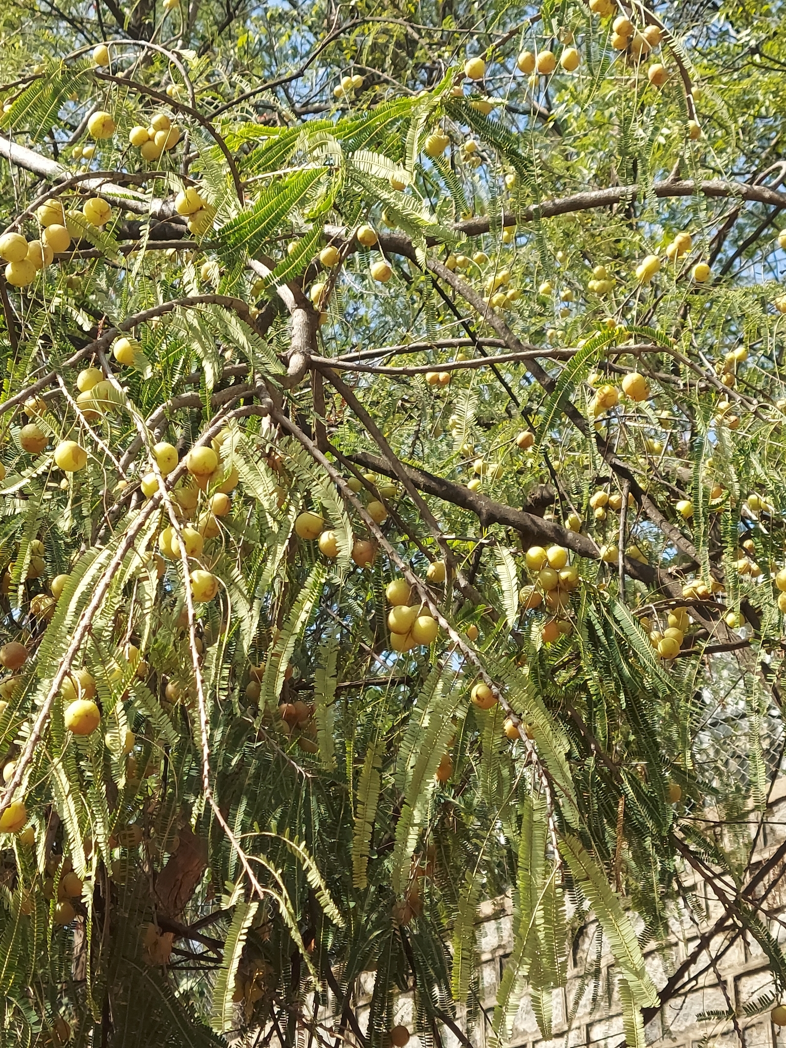 Imagem de Amla