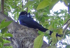 Quiscalus mexicanus