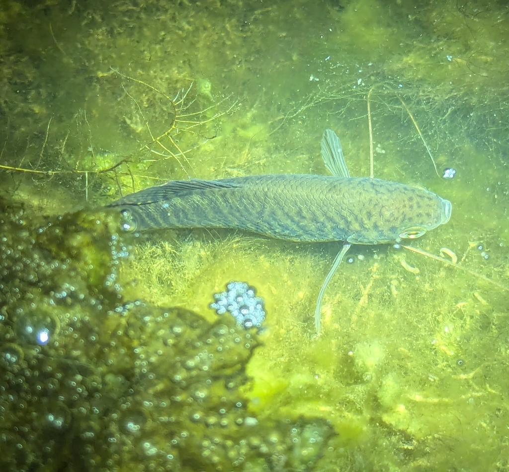 Three Spot Gourami (Trichopodus trichopterus)