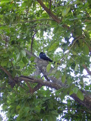 Quiscalus mexicanus