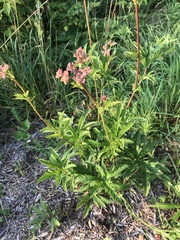 Filipendula rubra