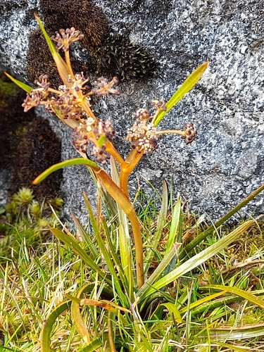 Stewart Island speargrass (Aciphylla traillii)