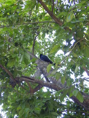 Quiscalus mexicanus