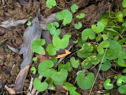 Foto de Centella