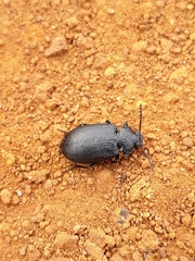 Anaedus