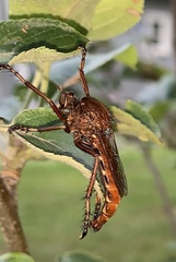 Diogmites basalis