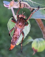 Diogmites basalis