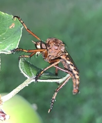 Diogmites basalis