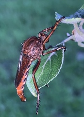 Diogmites basalis