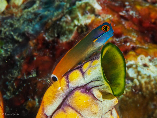 Tailspot Blenny — seen at this dive site