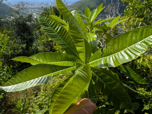 Image of Alstonia macrophylla by (c) Damien Wallace, some rights reserved (CC BY)