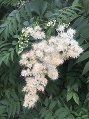 Sorbaria sorbifolia