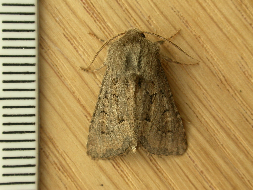 Flounced Rustic