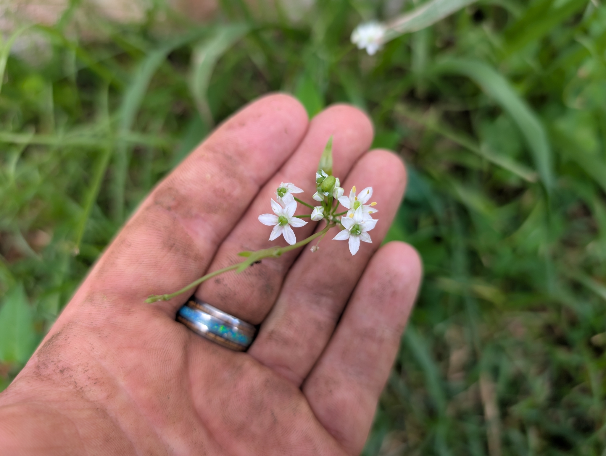 Imagem de Cebolinha-chinesa