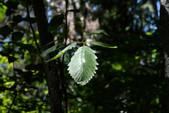 Alnus incana tenuifolia