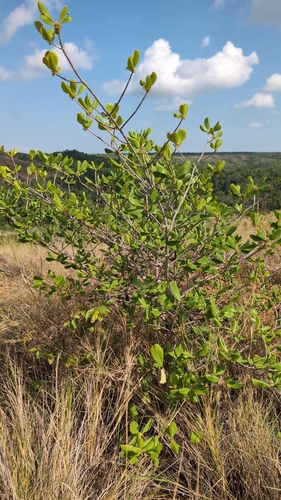 Erythroxylum platyclados observed 2024-12-08