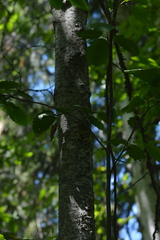 Alnus incana tenuifolia