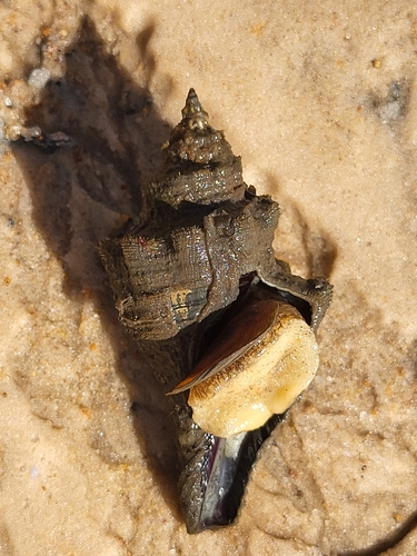 Pugilina morio observed 2025-01-01