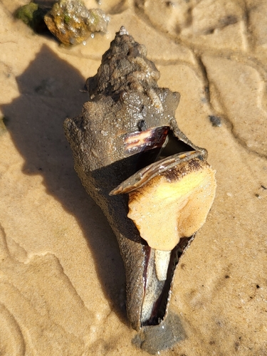Pugilina morio observed 2025-01-01