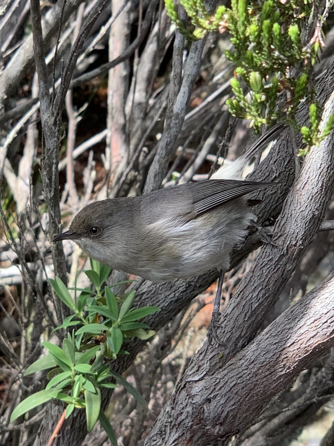 Reunion Grey White-eye (Zosterops borbonicus), photo 2