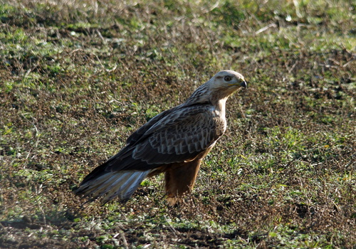 Busardo moro (Buteo rufinus)