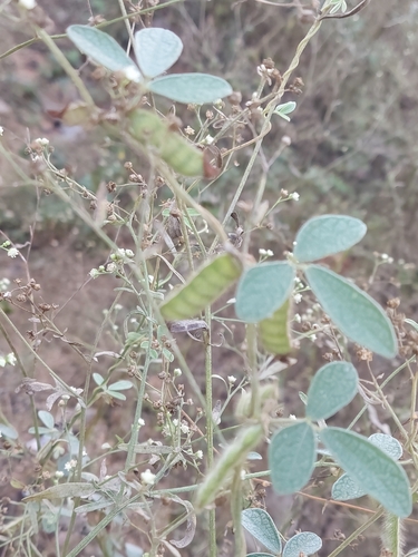 Image of Cajanus scarabaeoides by (c) Raja Sekhar Chimirala, some rights reserved (CC BY)