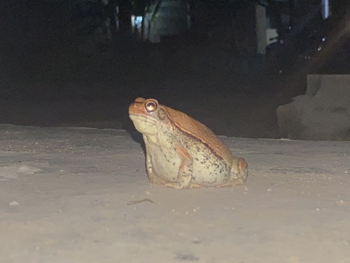 African Red Toad