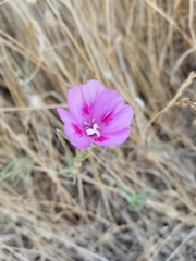 Clarkia gracilis sonomensis